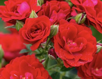 Rosa Cherry Frost GPT