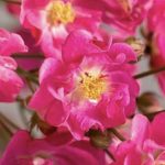 ROSA PRETTY POLLY® PINK