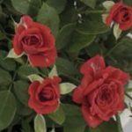 Rosa Baby Baccara