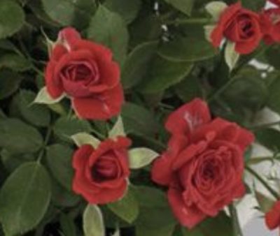 Rosa Baby Baccara