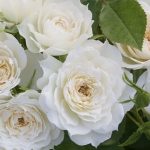 Rosa Bridal Meillandina