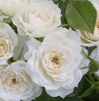 Rosa Bridal Meillandina