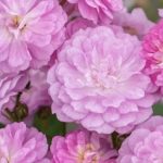 Rosa Pretty Polly® Lavender