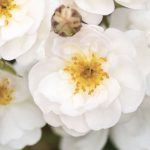 Rosa Pretty Polly® White