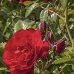 Rosa Tilt Symphonie®