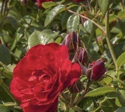Rosa Tilt Symphonie®