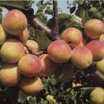 Albicocco di MontePorzio