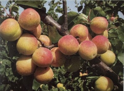 Albicocco di MontePorzio