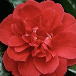 Camellia japonica 'Blaze of Glory'
