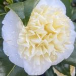 Camellia japonica 'Brushfield's Yellow'