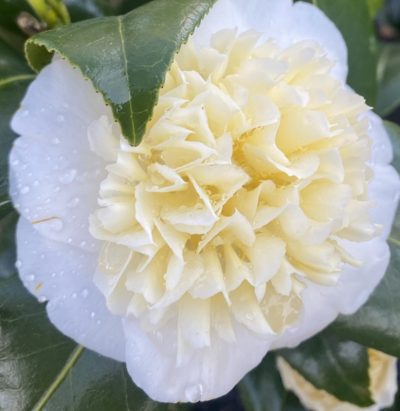 Camellia japonica 'Brushfield's Yellow'