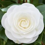 Camellia japonica 'Perfection White'