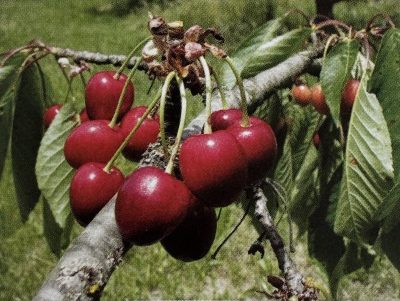 Ciliegio Core