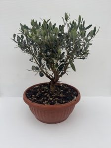 OLIVO BONSAI ciotola 28