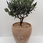 OLIVO BONSAI