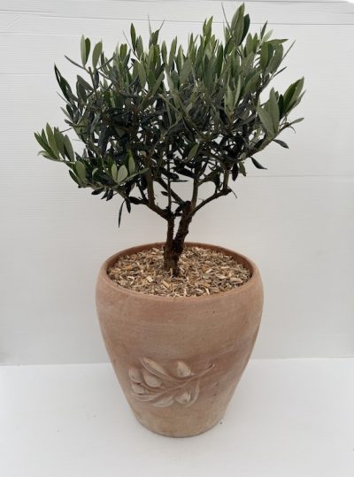 OLIVO BONSAI