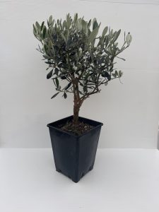 OLIVO BONSAI v15x15x20