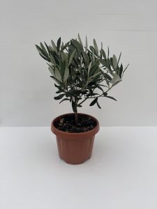OLIVO BONSAI vaso 15cm