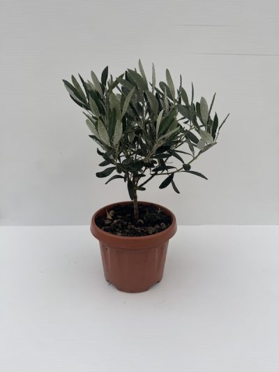 OLIVO BONSAI vaso 15cm