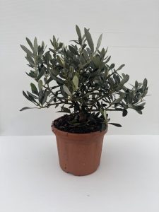 OLIVO BONSAI vaso 18cm