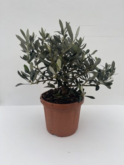 OLIVO BONSAI vaso 18cm