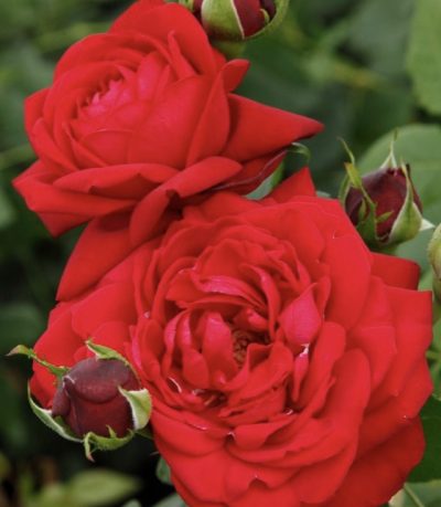 Rosa Tiamo