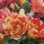 ROSA ALFRED SISLEY