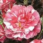 ROSA PAUL GAUGUIN