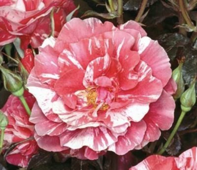 ROSA PAUL GAUGUIN