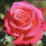 rosa Cherry Explosion GPT