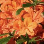 Azalea japonica 'Orange'