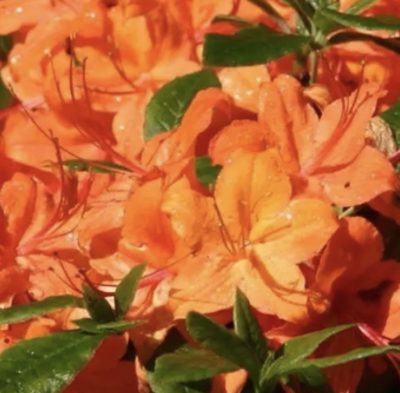 Azalea japonica 'Orange'