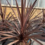 Cordyline australis 'Red Star'