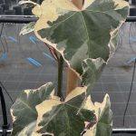 Hedera helix 'Elegantissima' EDERA