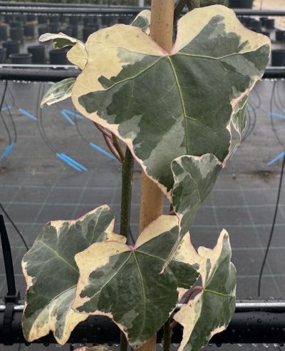 Hedera helix 'Elegantissima' EDERA