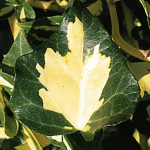 Hedera helix 'Oro di Bogliasco'
