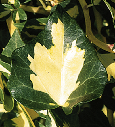Hedera helix 'Oro di Bogliasco'