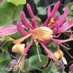 Lonicera x heckrottii 'Gold Flame'