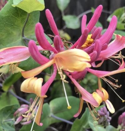 Lonicera x heckrottii 'Gold Flame'