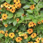 Thunbergia alata