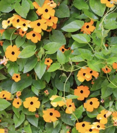Thunbergia alata