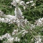 Vitex agnus-castus 'Alba'