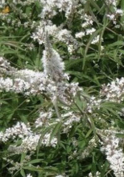 Vitex agnus-castus 'Alba'