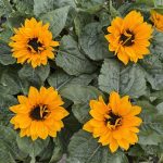 GIRASOLE NANO Helianthus annuus Smiley F1