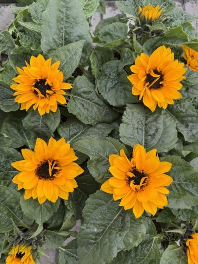 GIRASOLE NANO Helianthus annuus Smiley F1