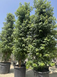 Acer saccharinum cespuiglio CL500