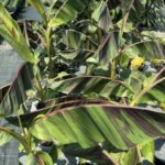 BANANO Musa sikkimensis 'Ever Red'