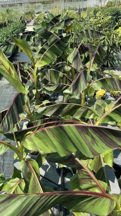 BANANO Musa sikkimensis 'Ever Red'