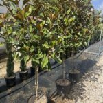 Magnolia grandiflora 'Bracken's Brown Beauty'