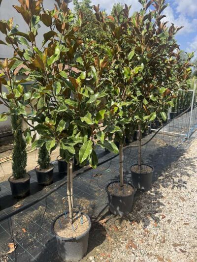 Magnolia grandiflora 'Bracken's Brown Beauty'